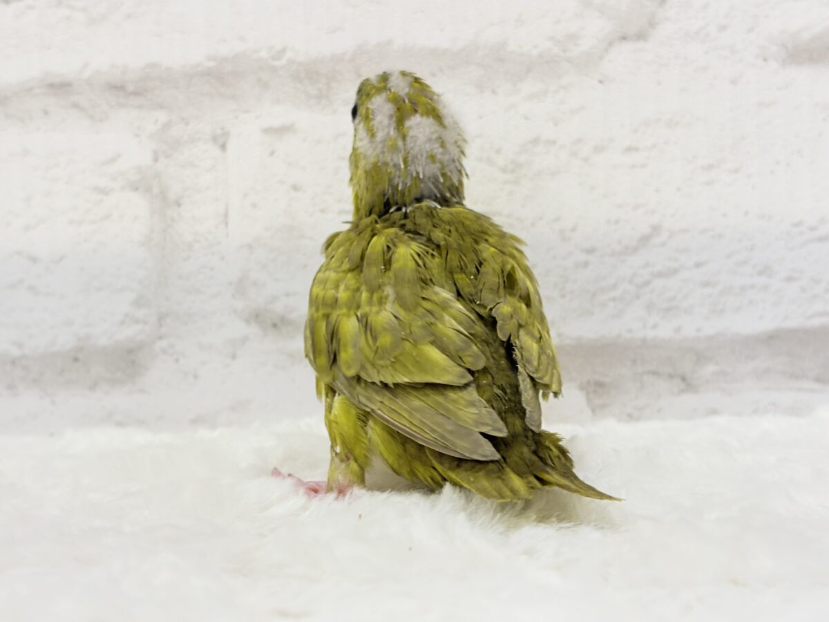 サザナミインコ