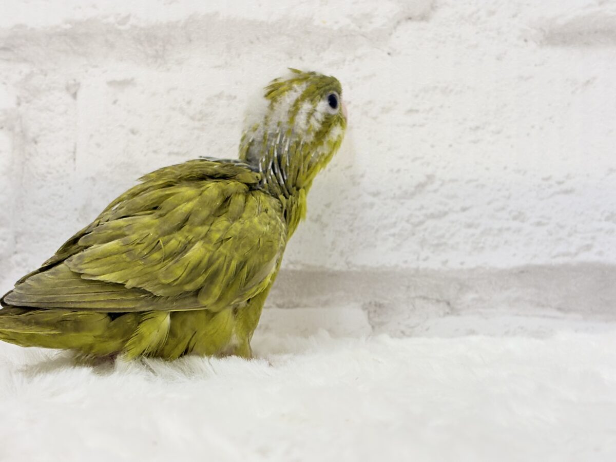 サザナミインコ