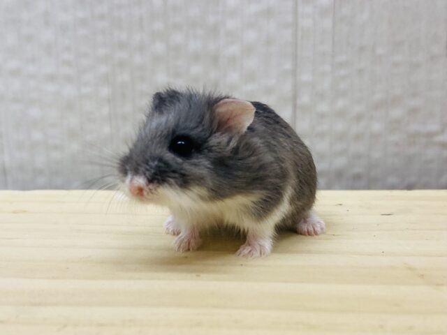 説明画像です