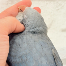 じんわりと甘えていくよ🐥💜オキナインコ(コバルト)