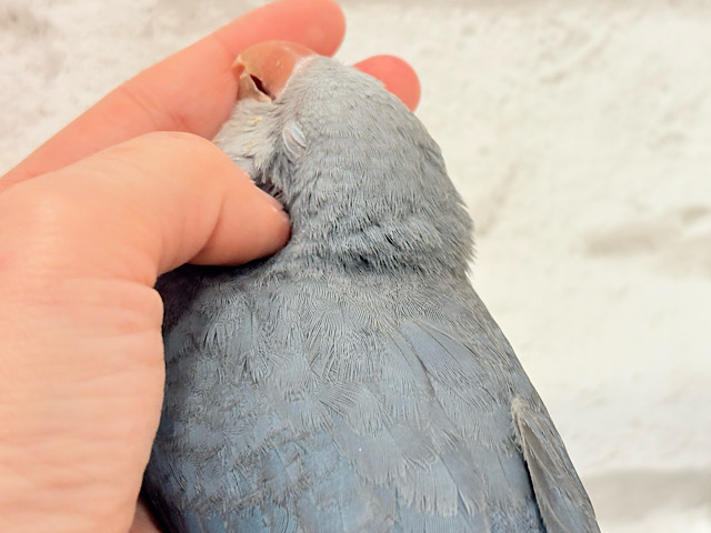 じんわりと甘えていくよ🐥💜オキナインコ(コバルト)