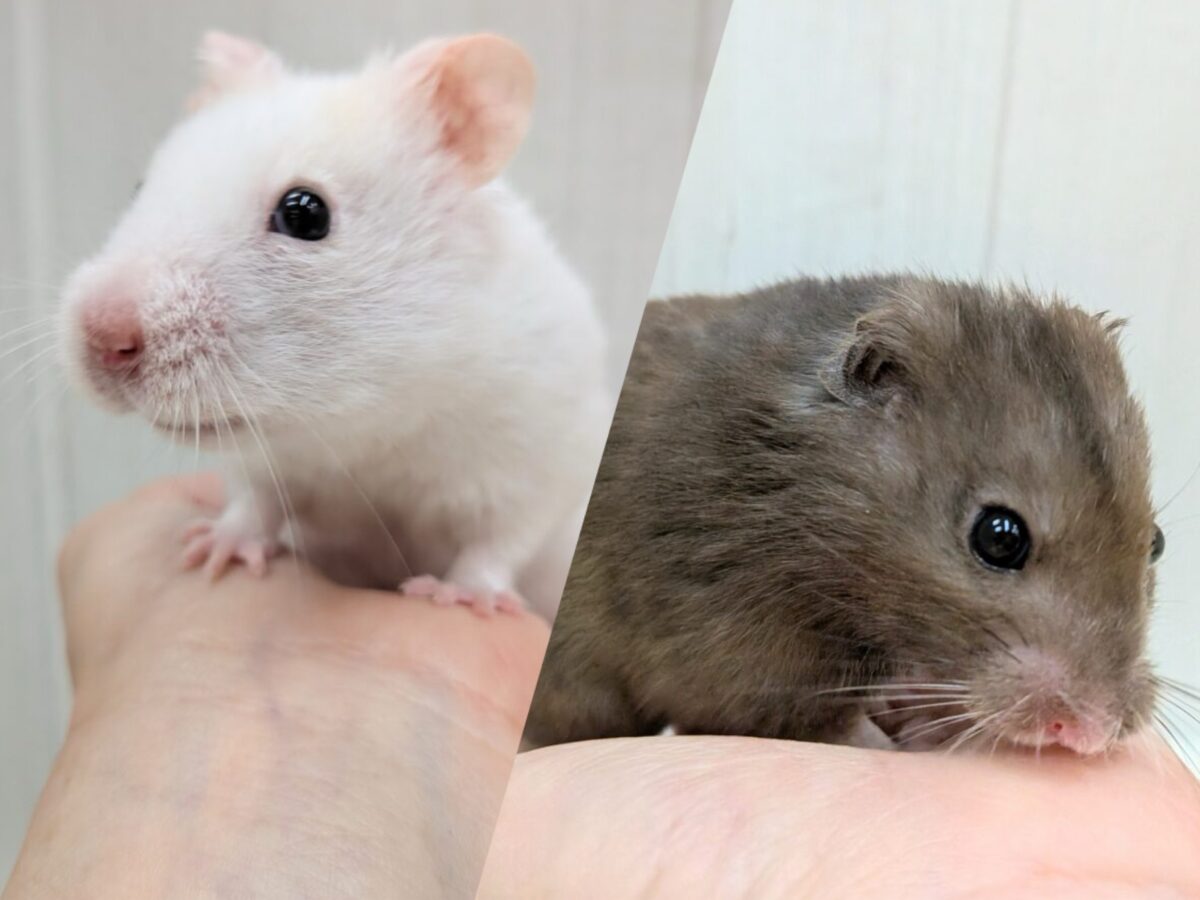💕安心サイズのモチモチさん💕ハムスター&パンダマウスフェア開催中🎉
