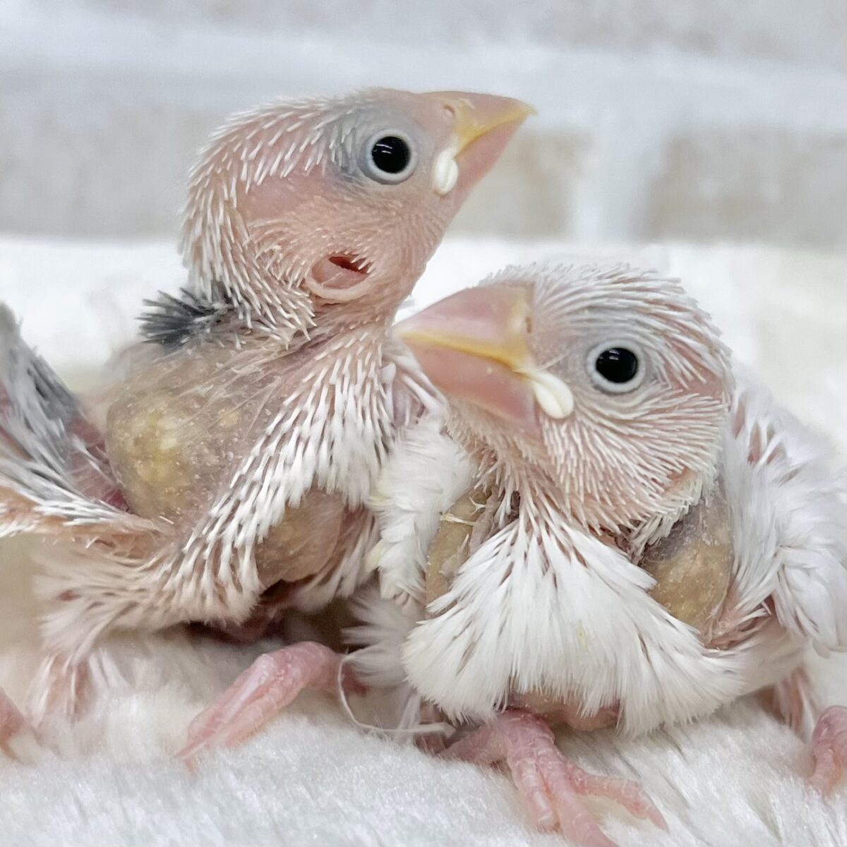 しろぶんちょズ🕊️💕✨　白文鳥
