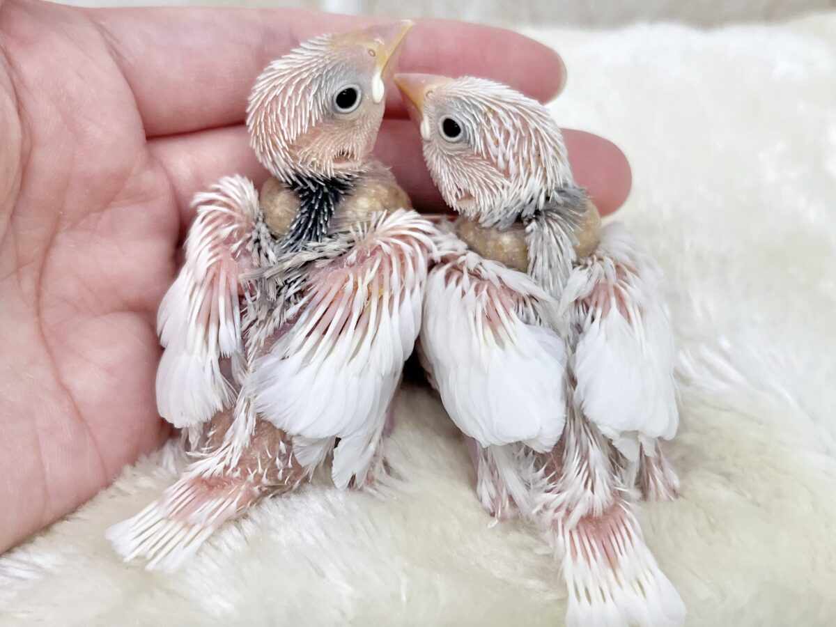 白文鳥