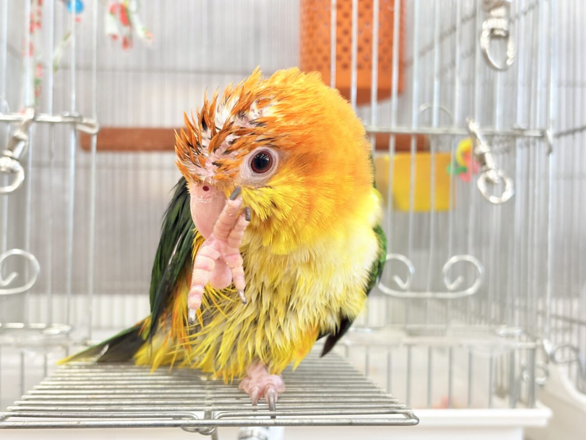 シロハラインコ