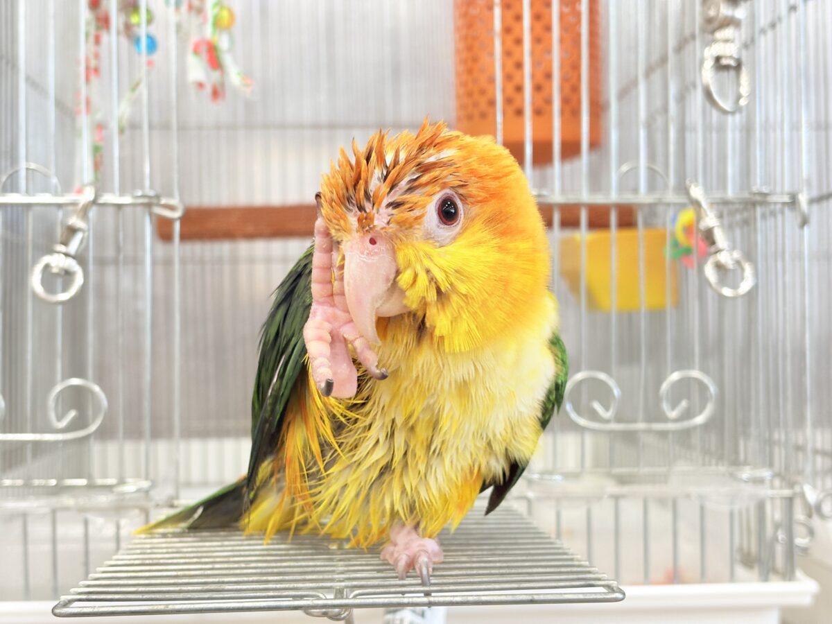 シロハラインコ