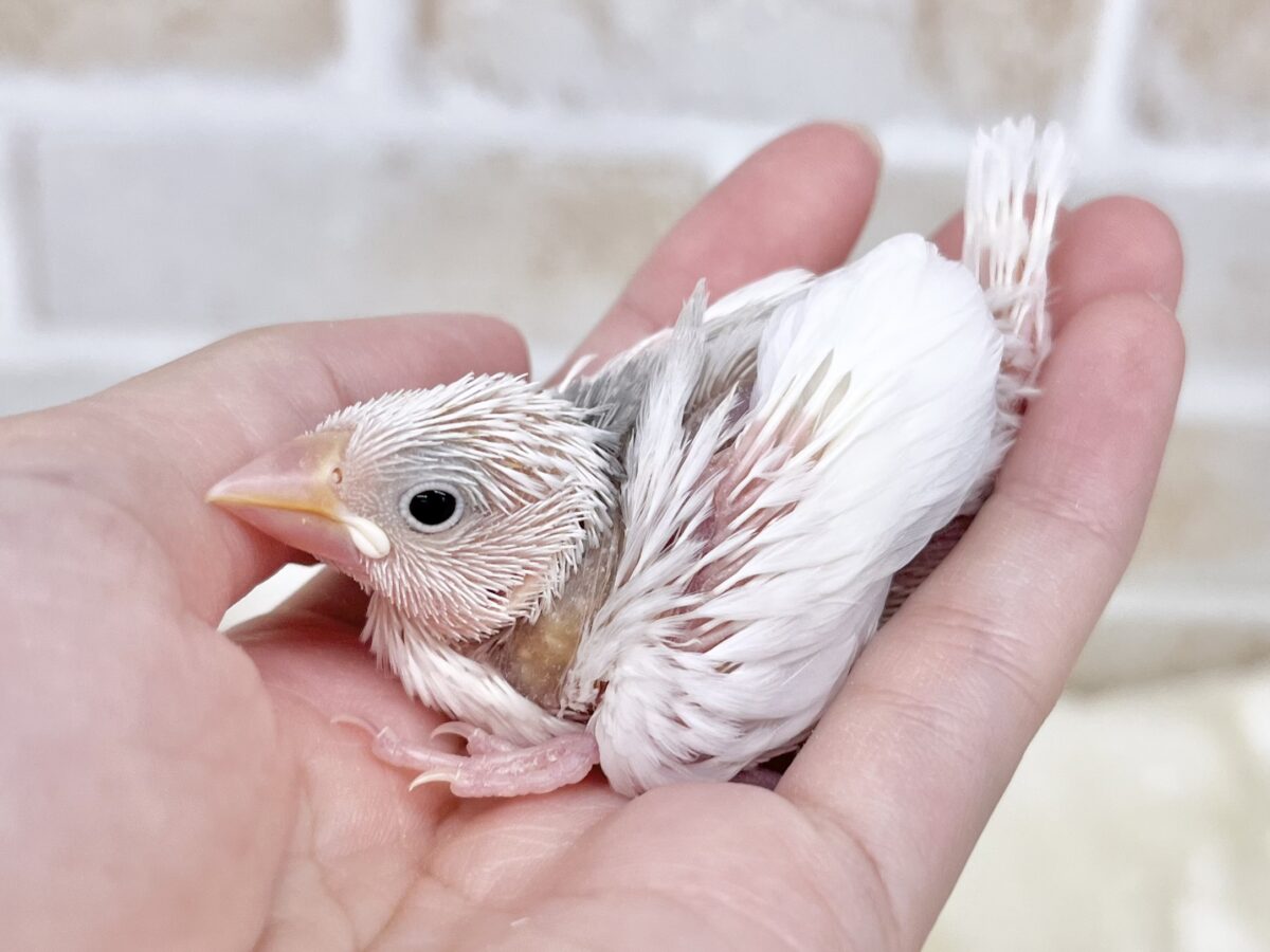 白文鳥