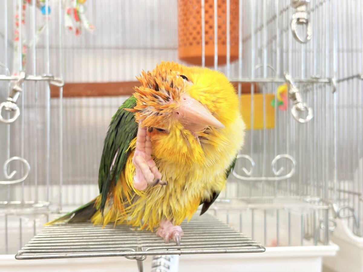 シロハラインコ