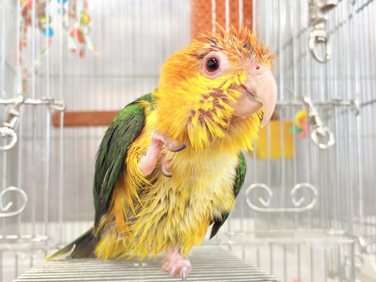 シロハラインコ