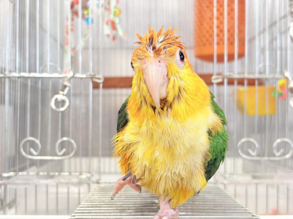 シロハラインコ