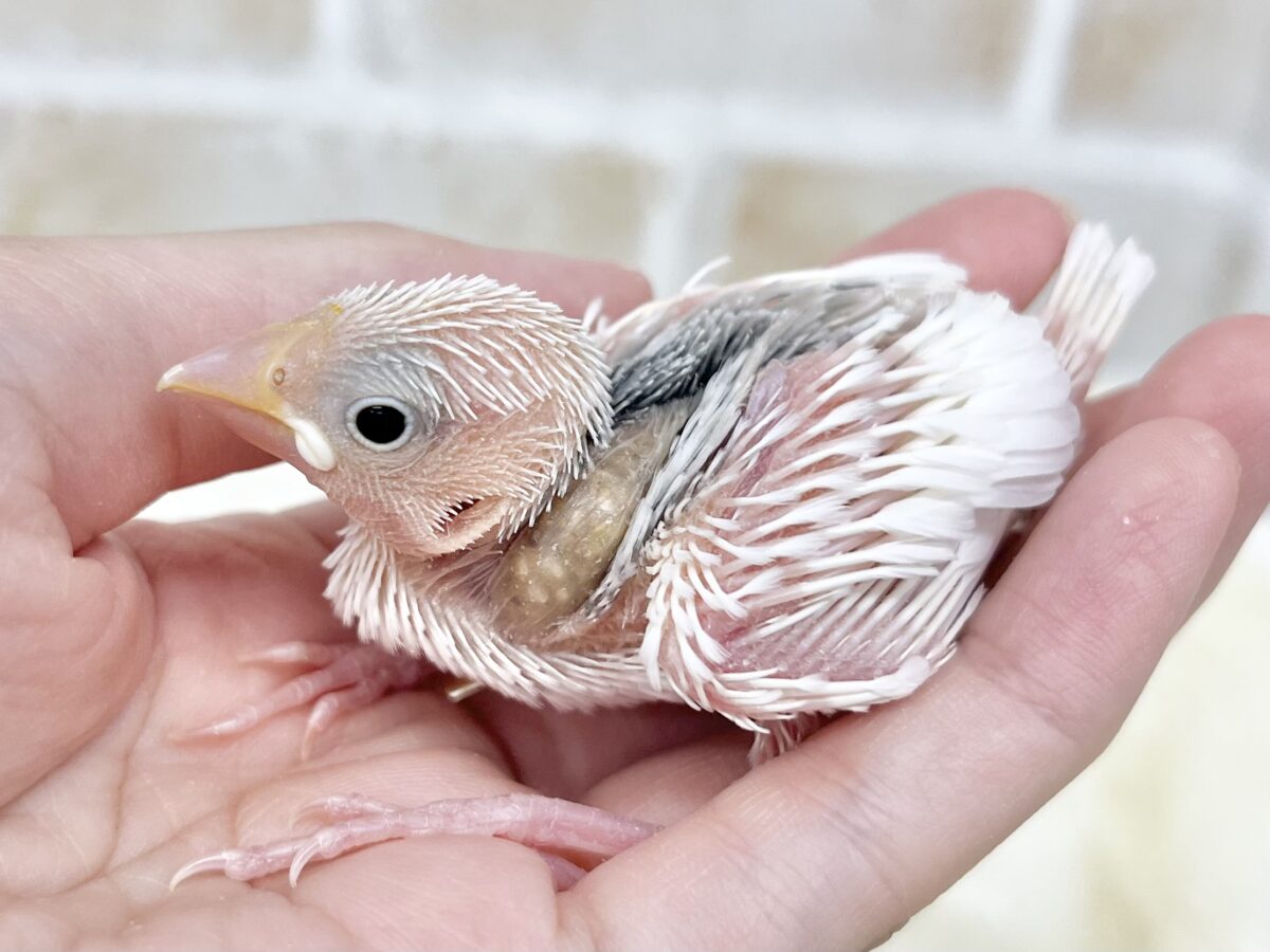 白文鳥