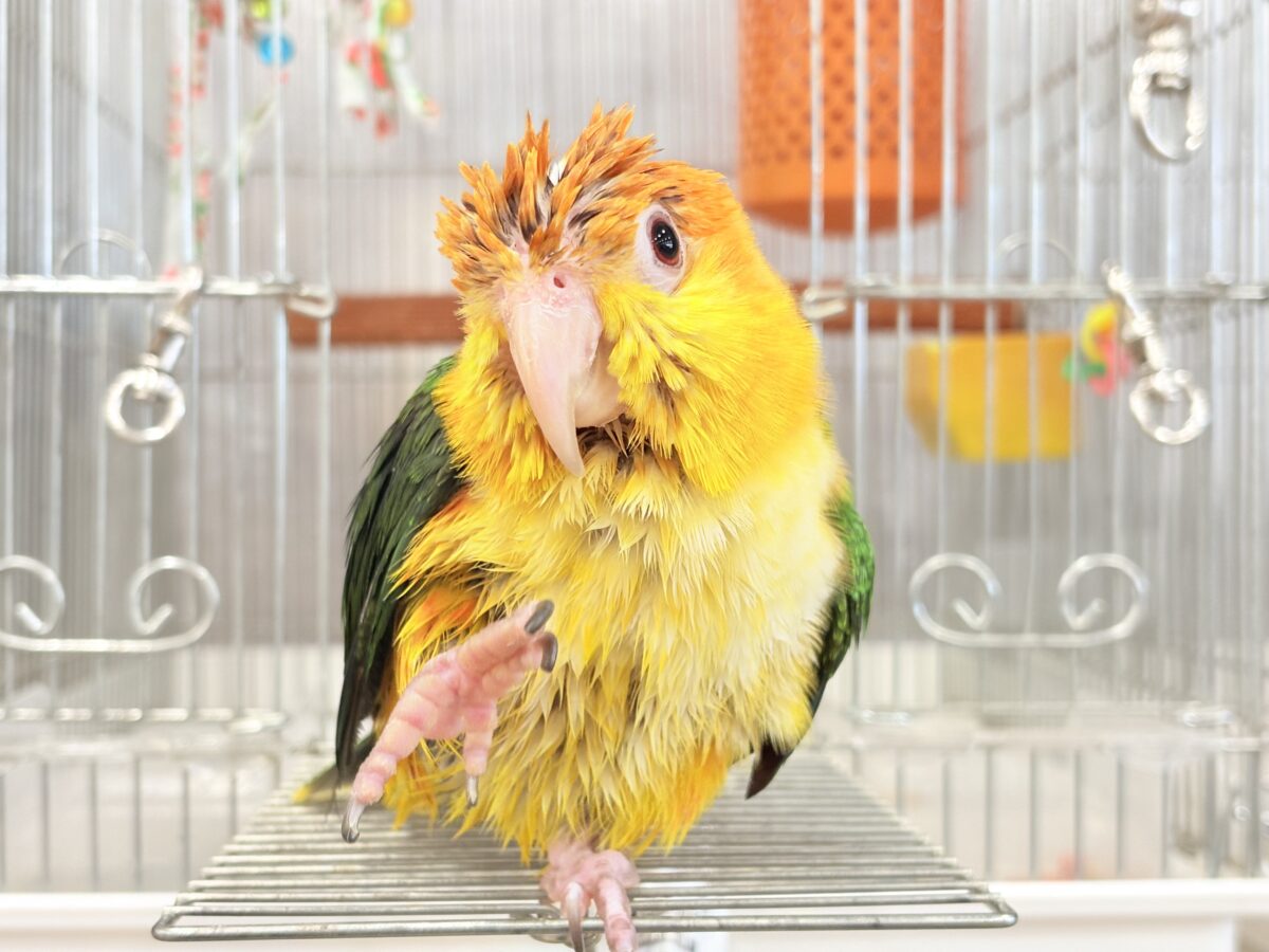 シロハラインコ