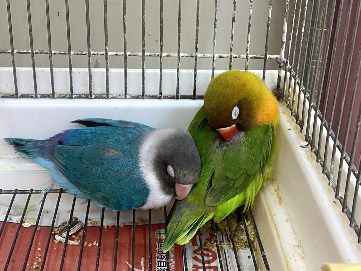 最新画像有ります❗️🥭トロピカルパラダイス〜🏝️ルリコシボタンインコ🧡
