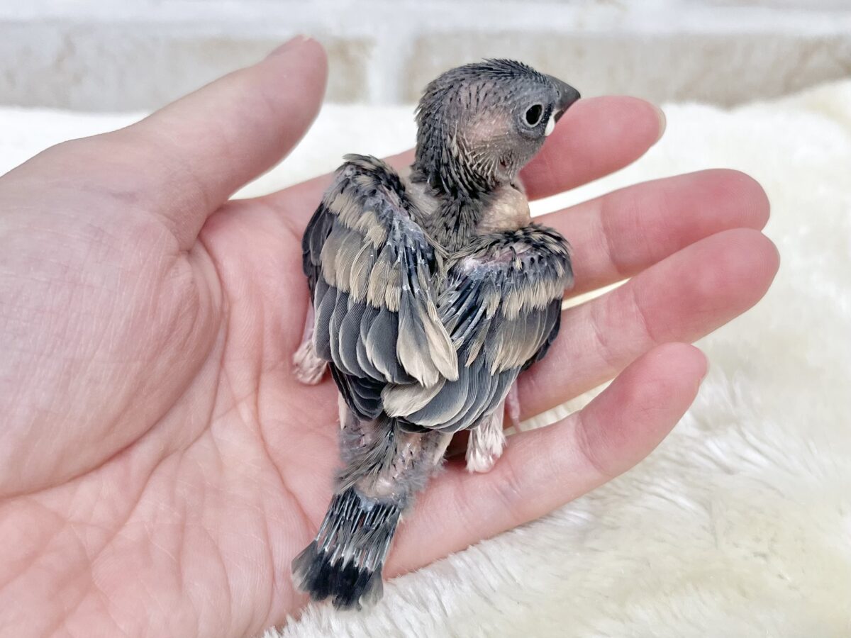 桜文鳥
