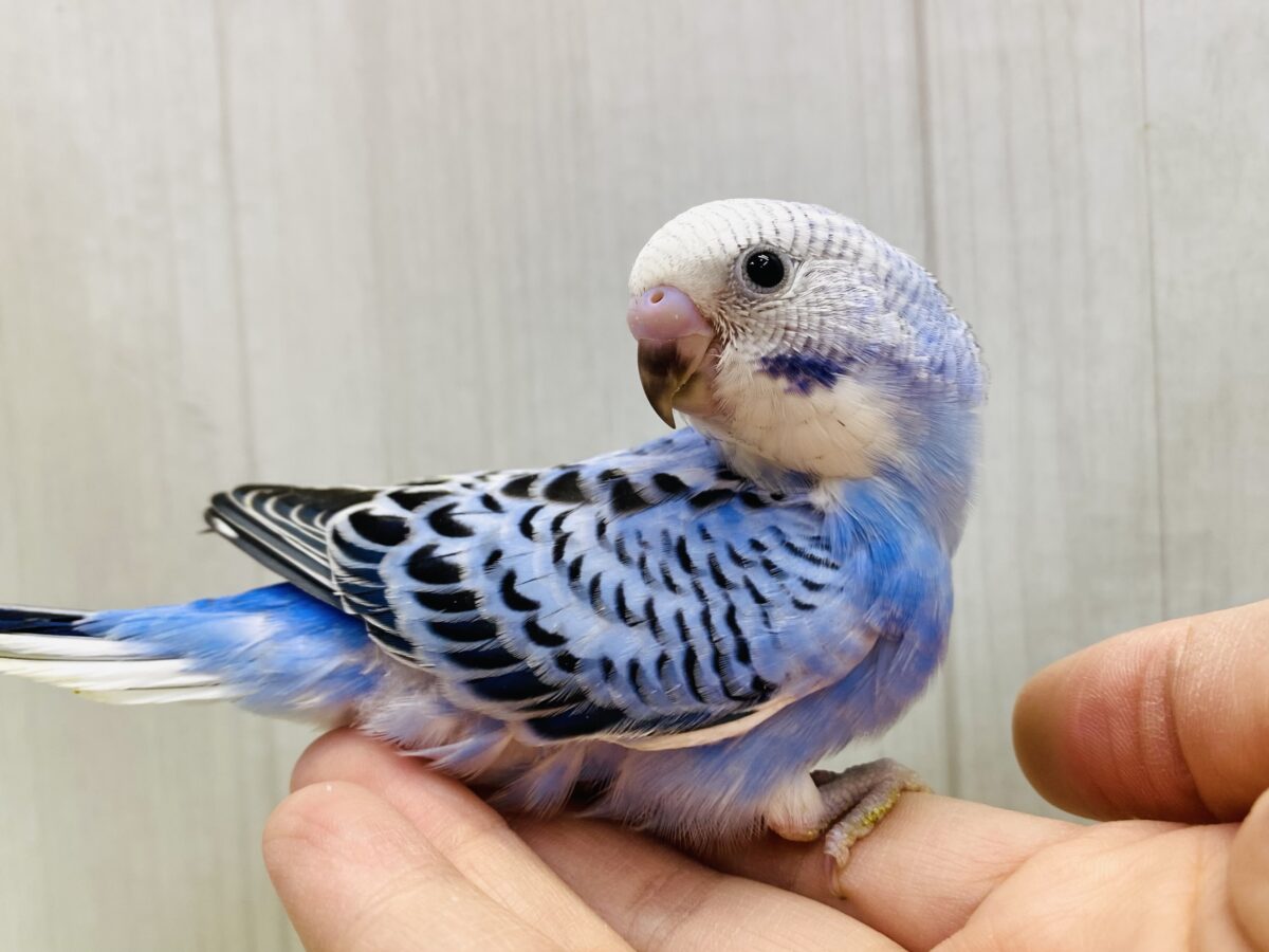 黒い模様が美しいですよ〜🤩🤩セキセイインコオパーリン💙