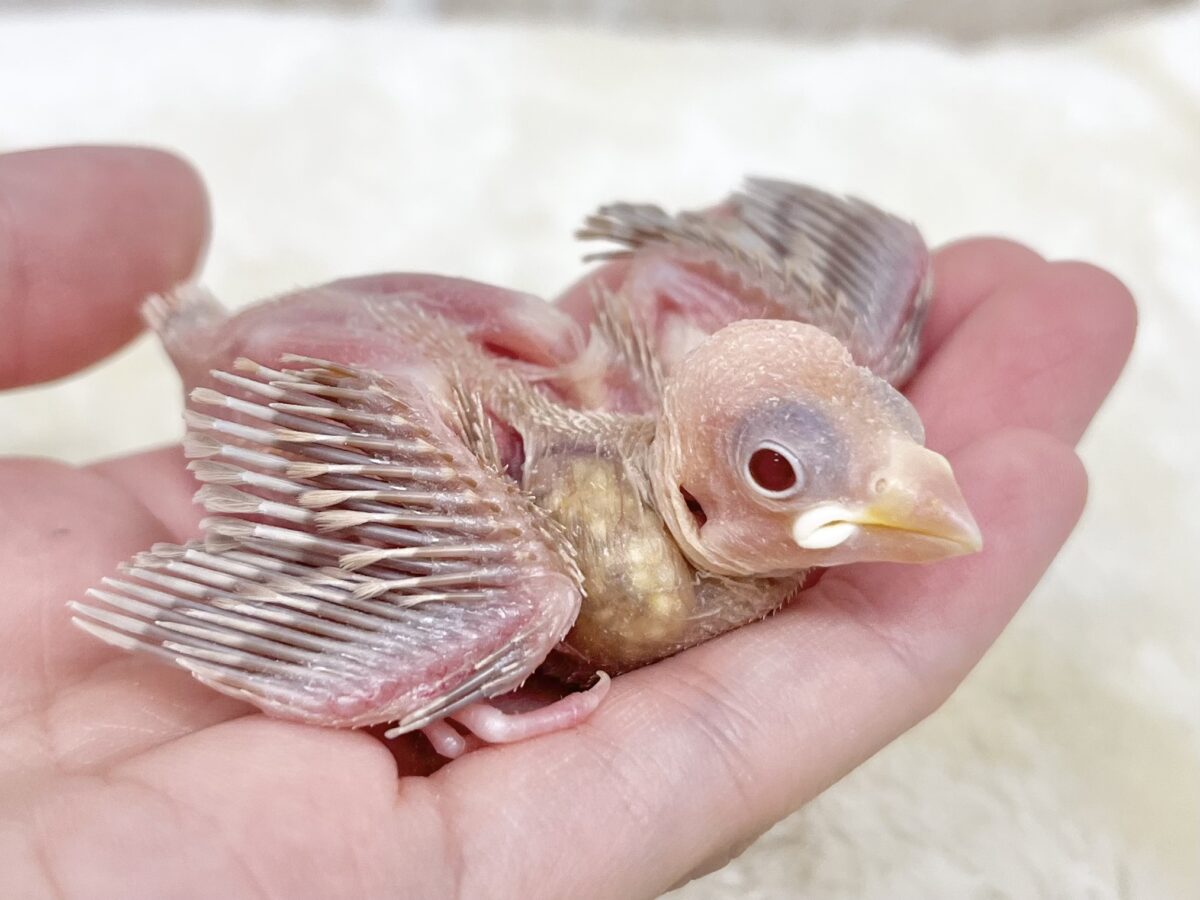 シナモン文鳥