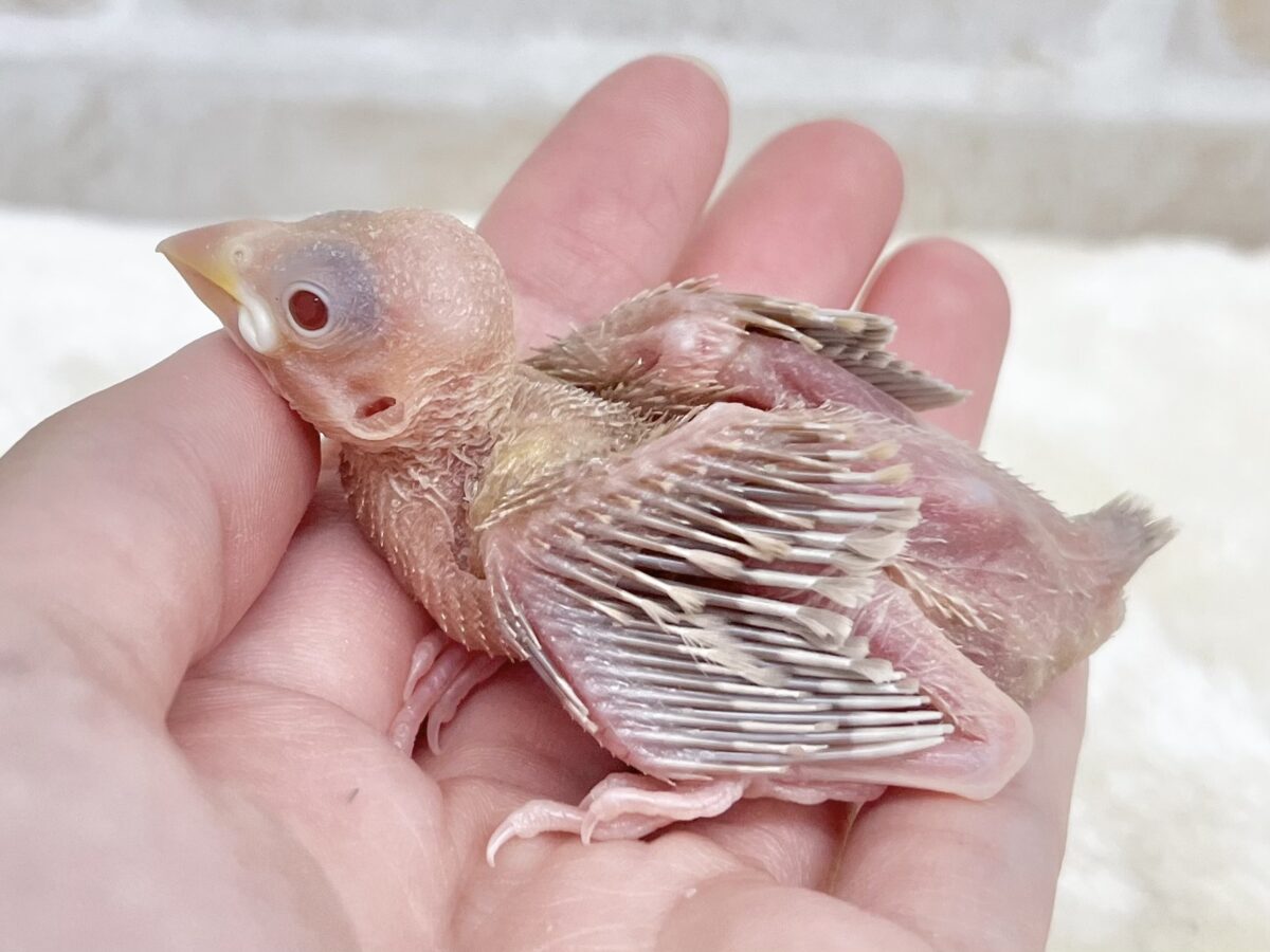 シナモン文鳥