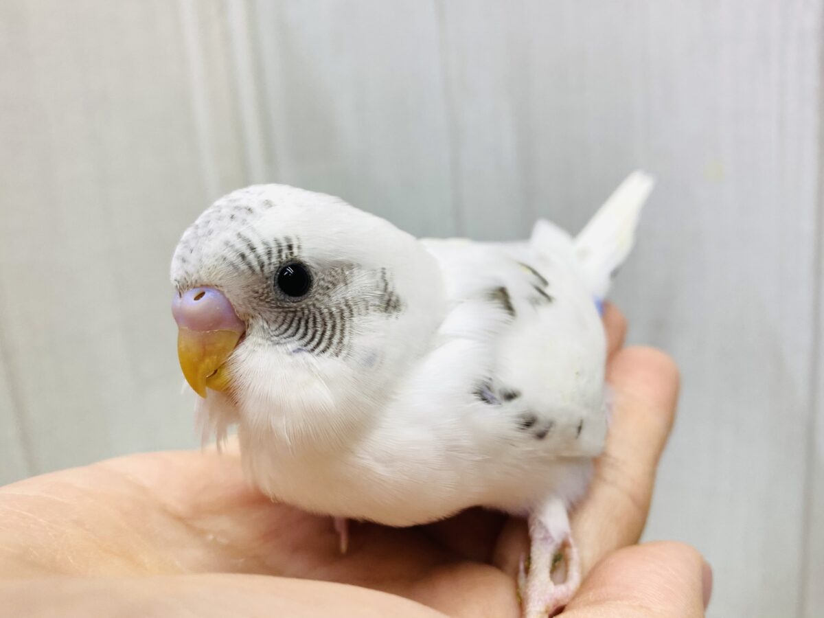 ごま塩🖤🤍塩多めでちょっぴりしょっぱい❓セキセイインコ白ハルクイン☀️