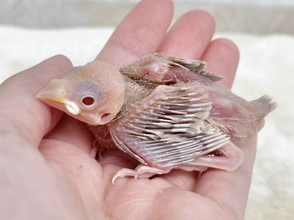 シナモン文鳥