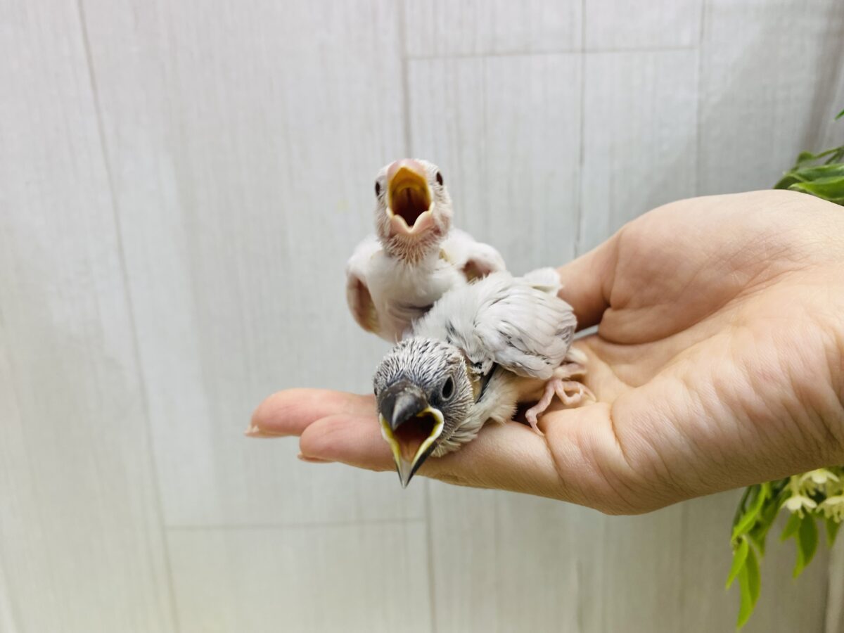■■■ 文鳥 ■■■