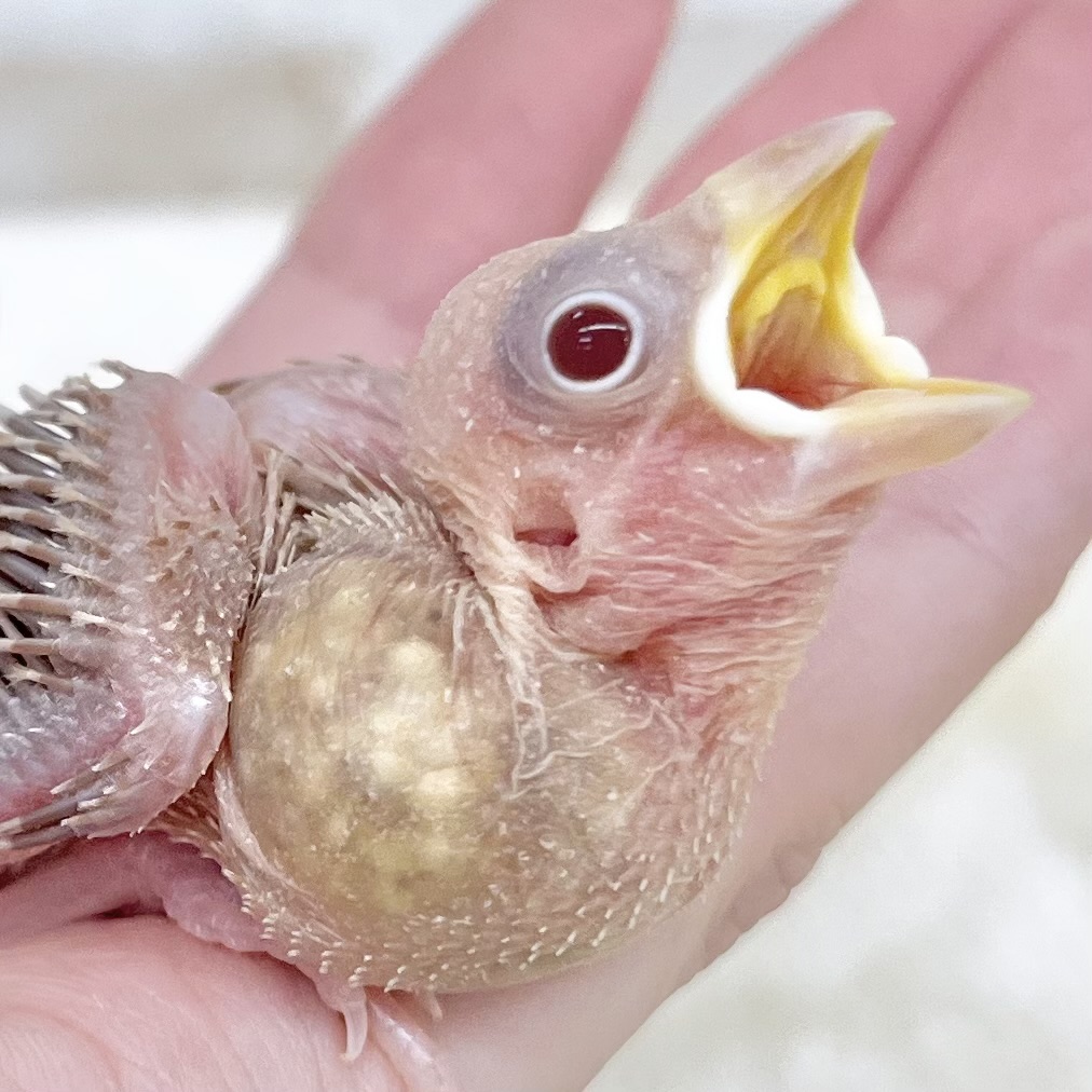 キレイなミルクティーカラーになります☕️🎶　シナモン文鳥