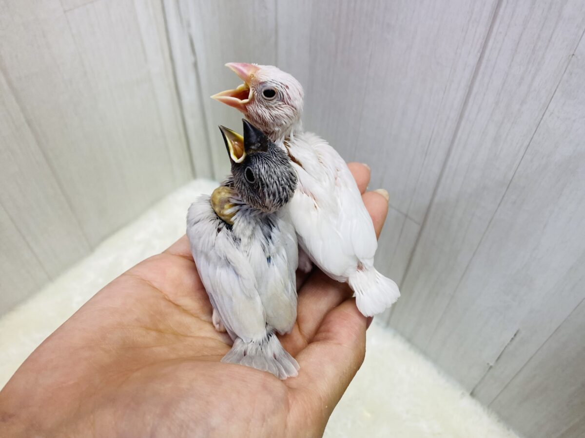 ■■■ 文鳥 ■■■