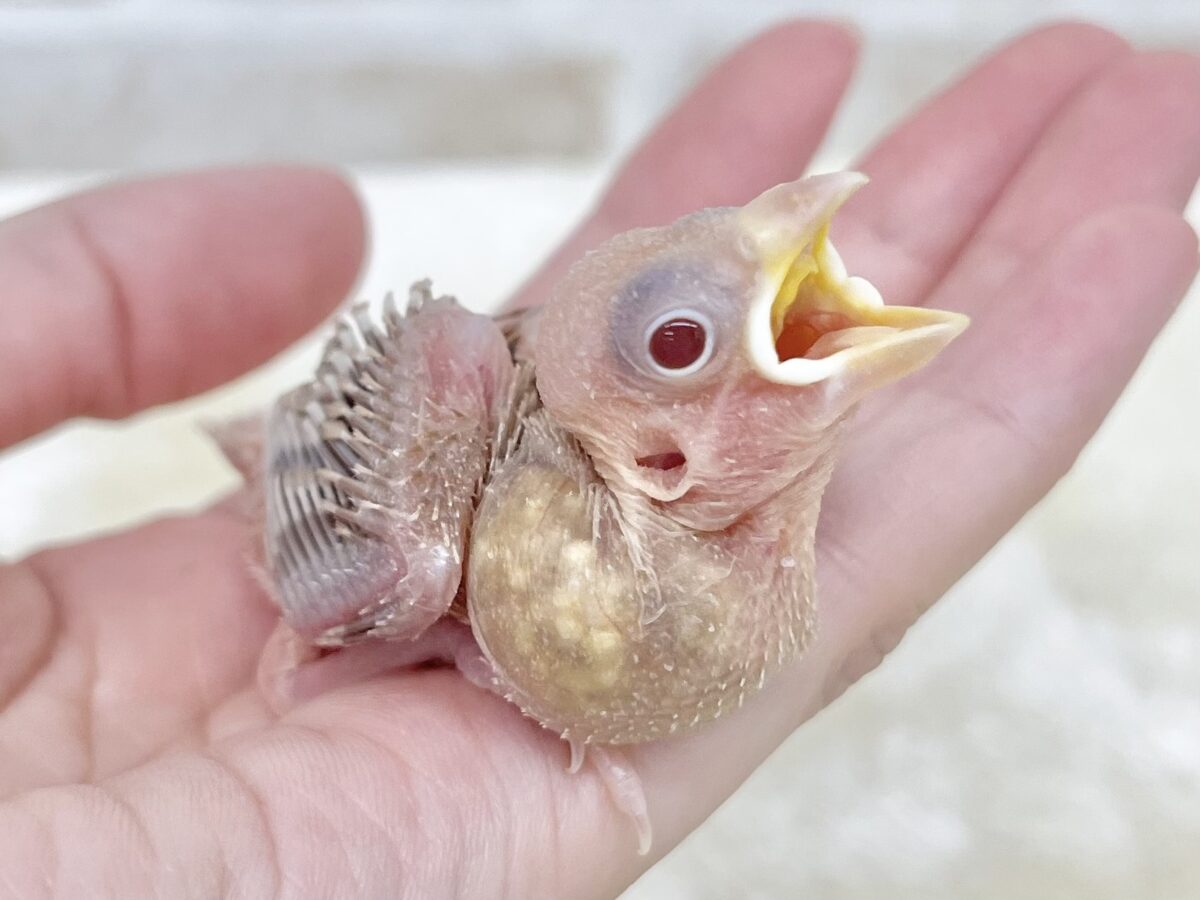 シナモン文鳥
