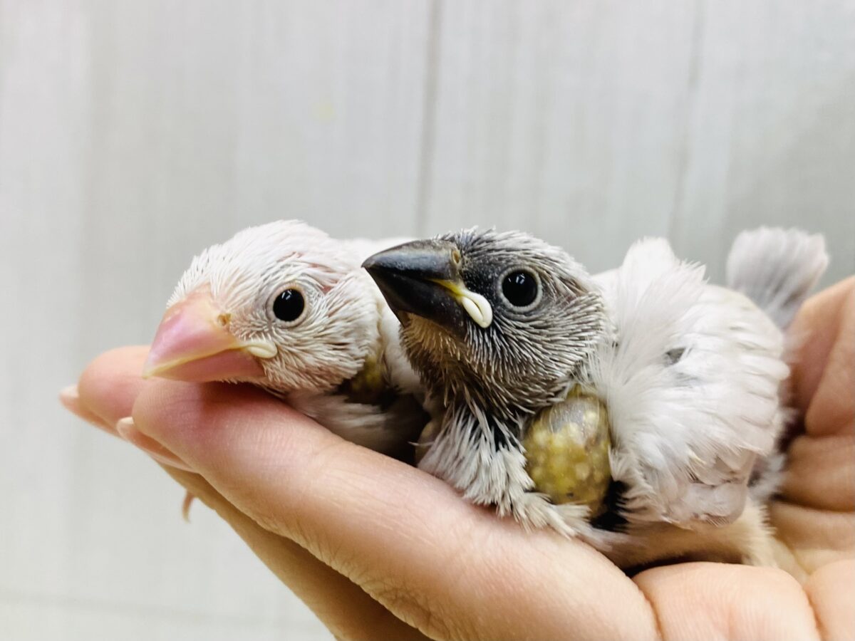 白&シルバー✨文鳥のヒナ続々入舎してますよ〜🩷