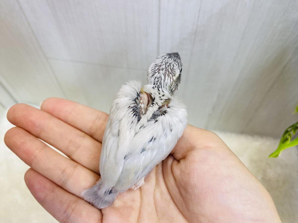■■■ 文鳥 ■■■