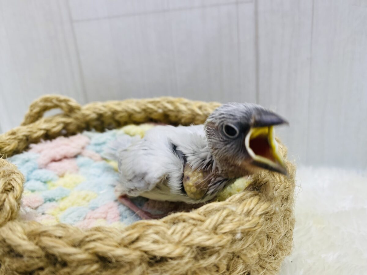 ■■■ 文鳥 ■■■