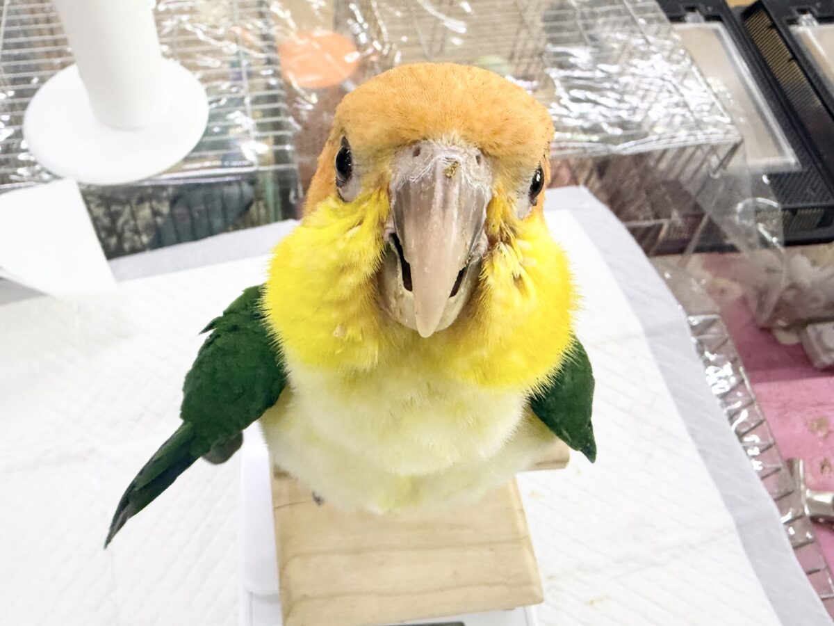 最新画像✨️可愛いシロハラインコさんお探しの方〜( ˙꒳​˙ )ﾉ ﾊーｨこちらですよ〜💓