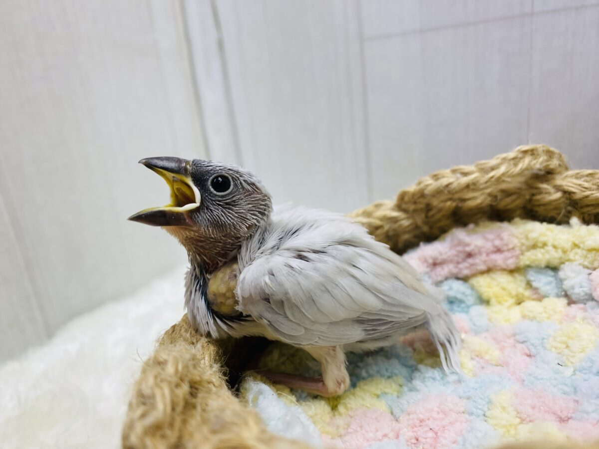 ■■■ 文鳥 ■■■