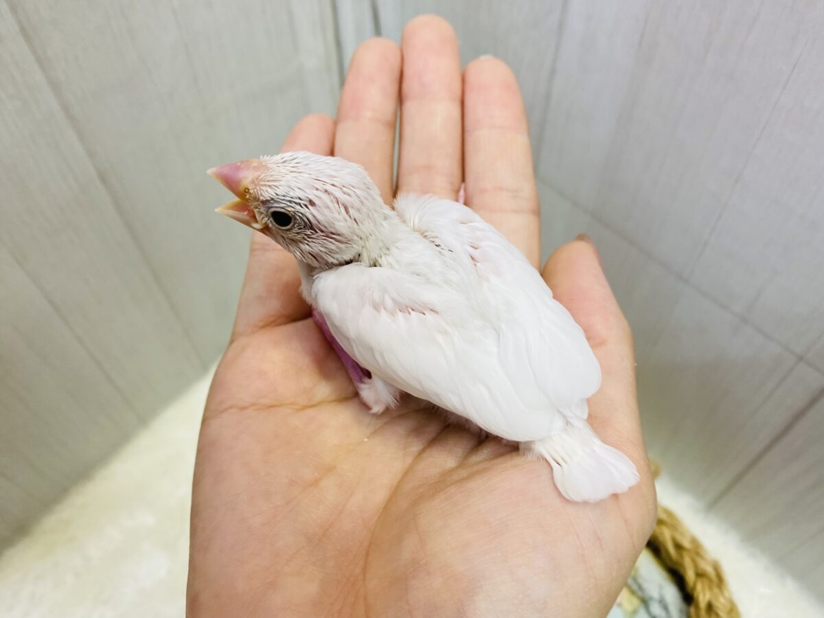 ■■■ 文鳥 ■■■