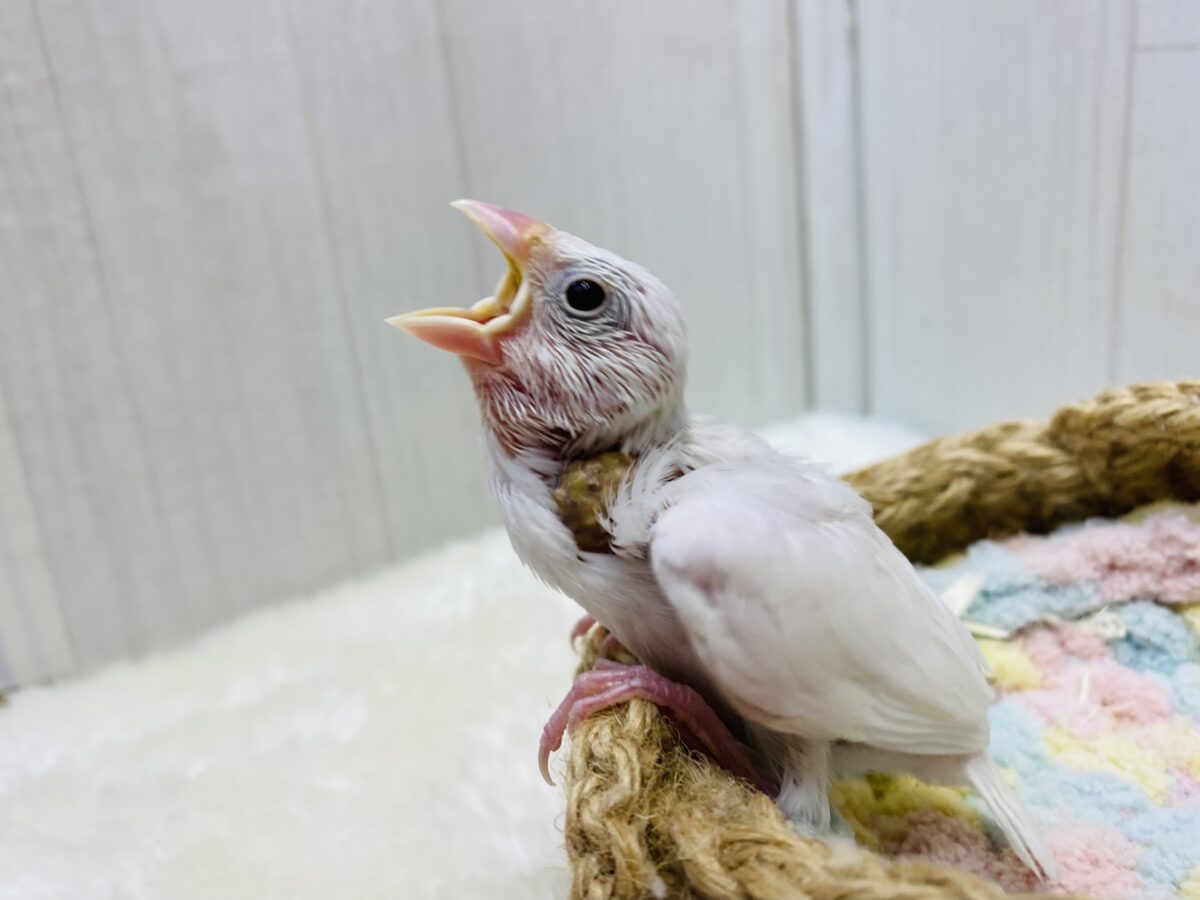 ■■■ 文鳥 ■■■