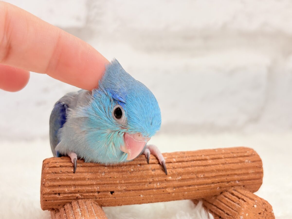マメルリハ