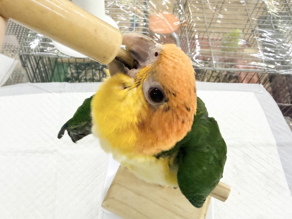 シロハラインコ