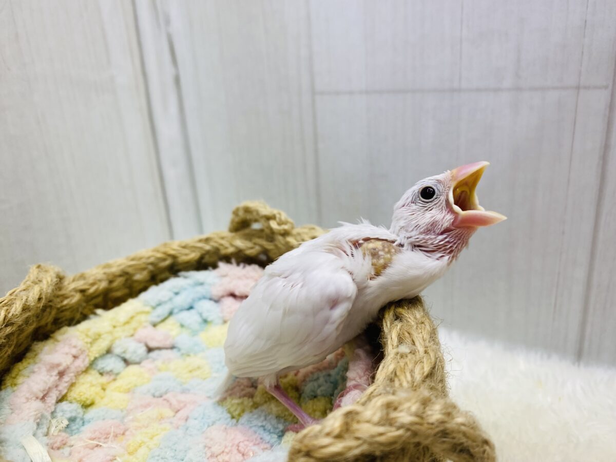 ■■■ 文鳥 ■■■