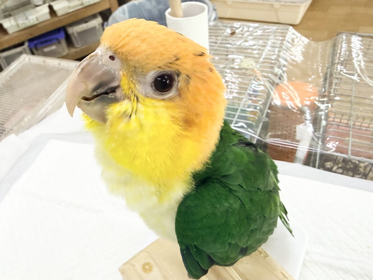 シロハラインコ