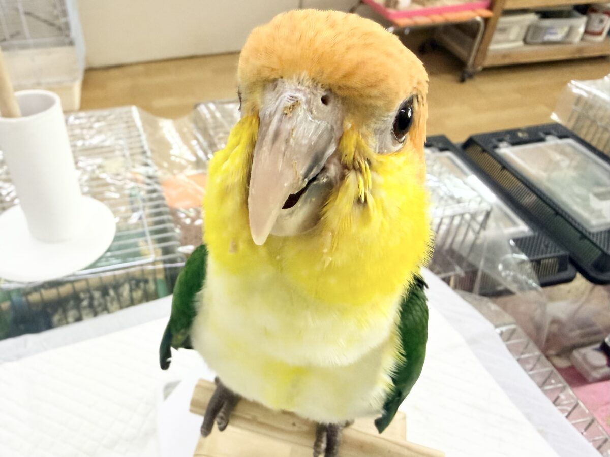 シロハラインコ
