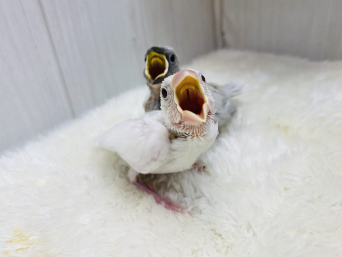 ■■■ 文鳥 ■■■