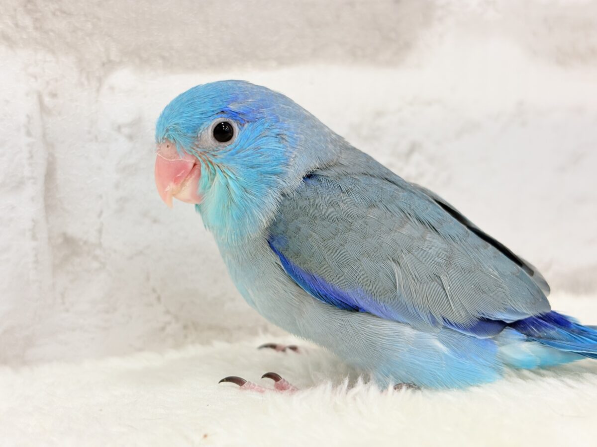 マメルリハ