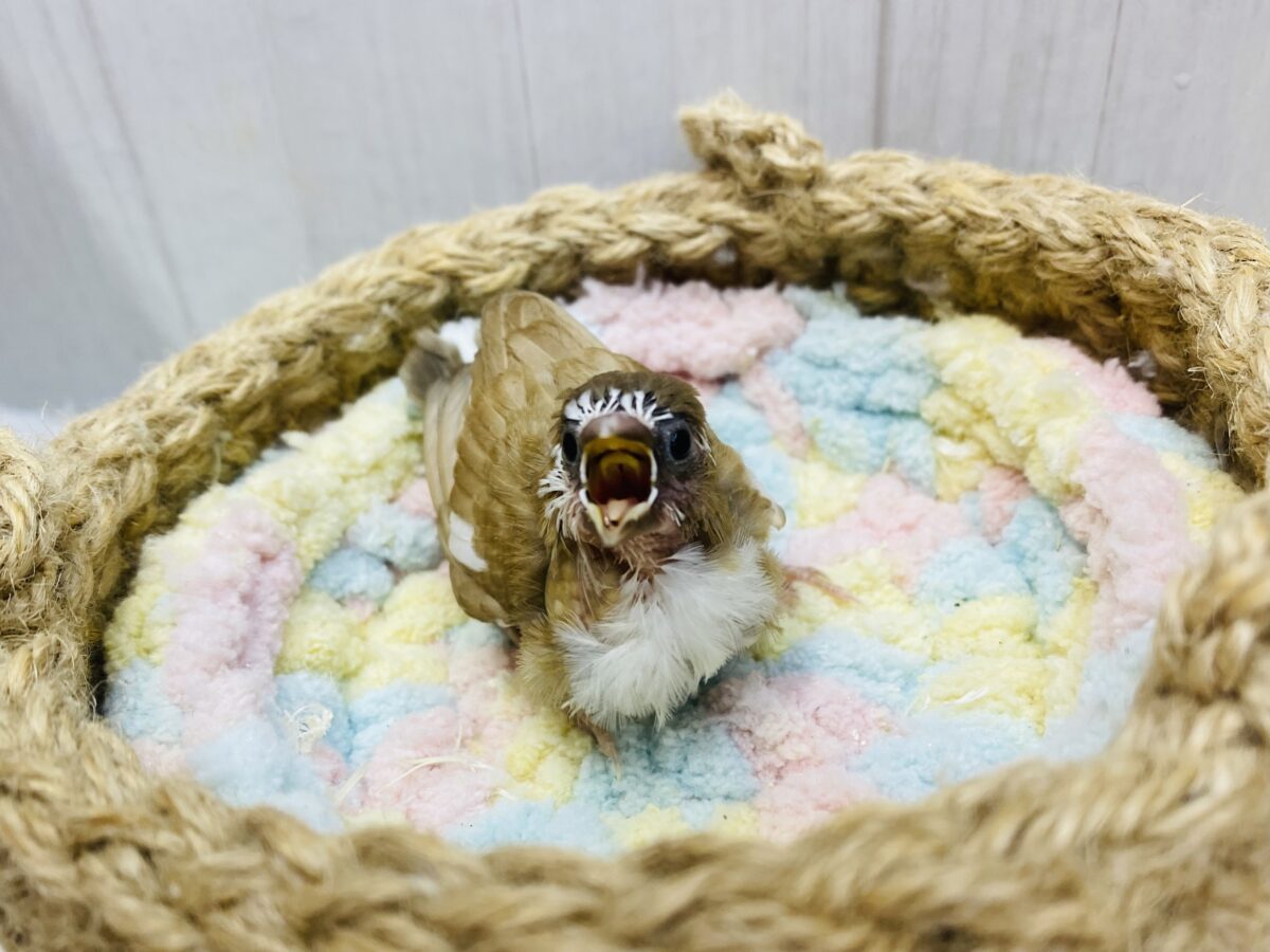 十姉妹（ジュウシマツ）
