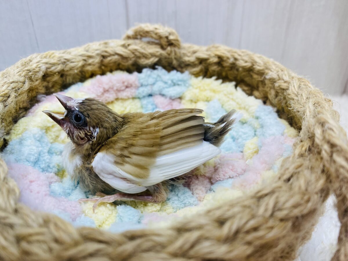 十姉妹（ジュウシマツ）