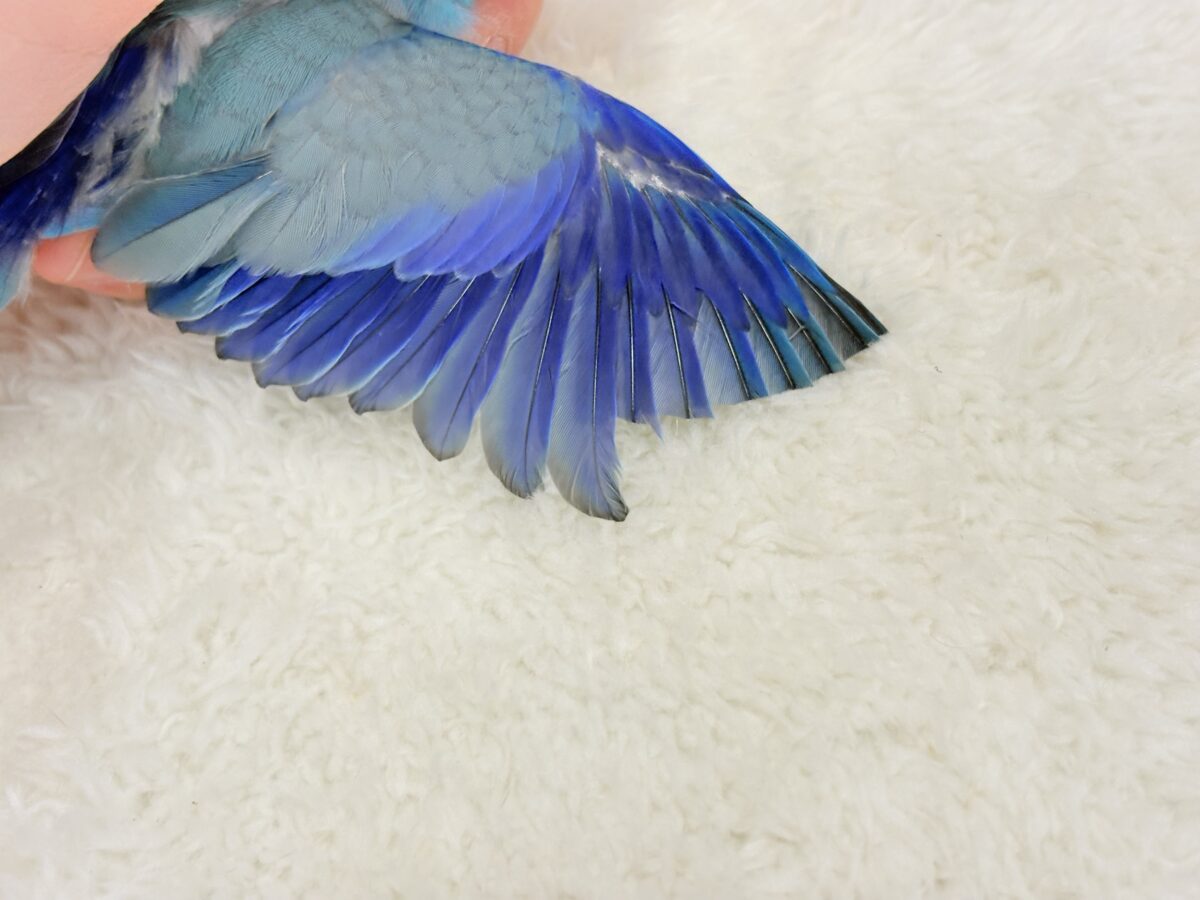 マメルリハ