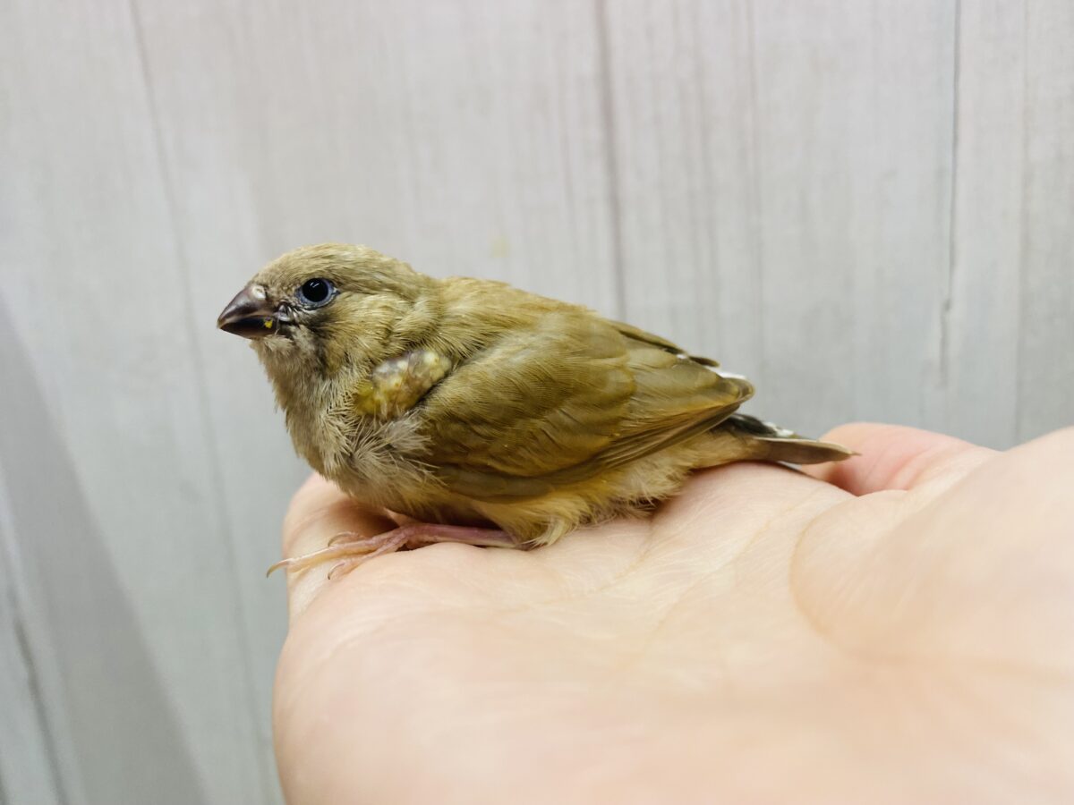 錦花鳥（キンカチョウ）