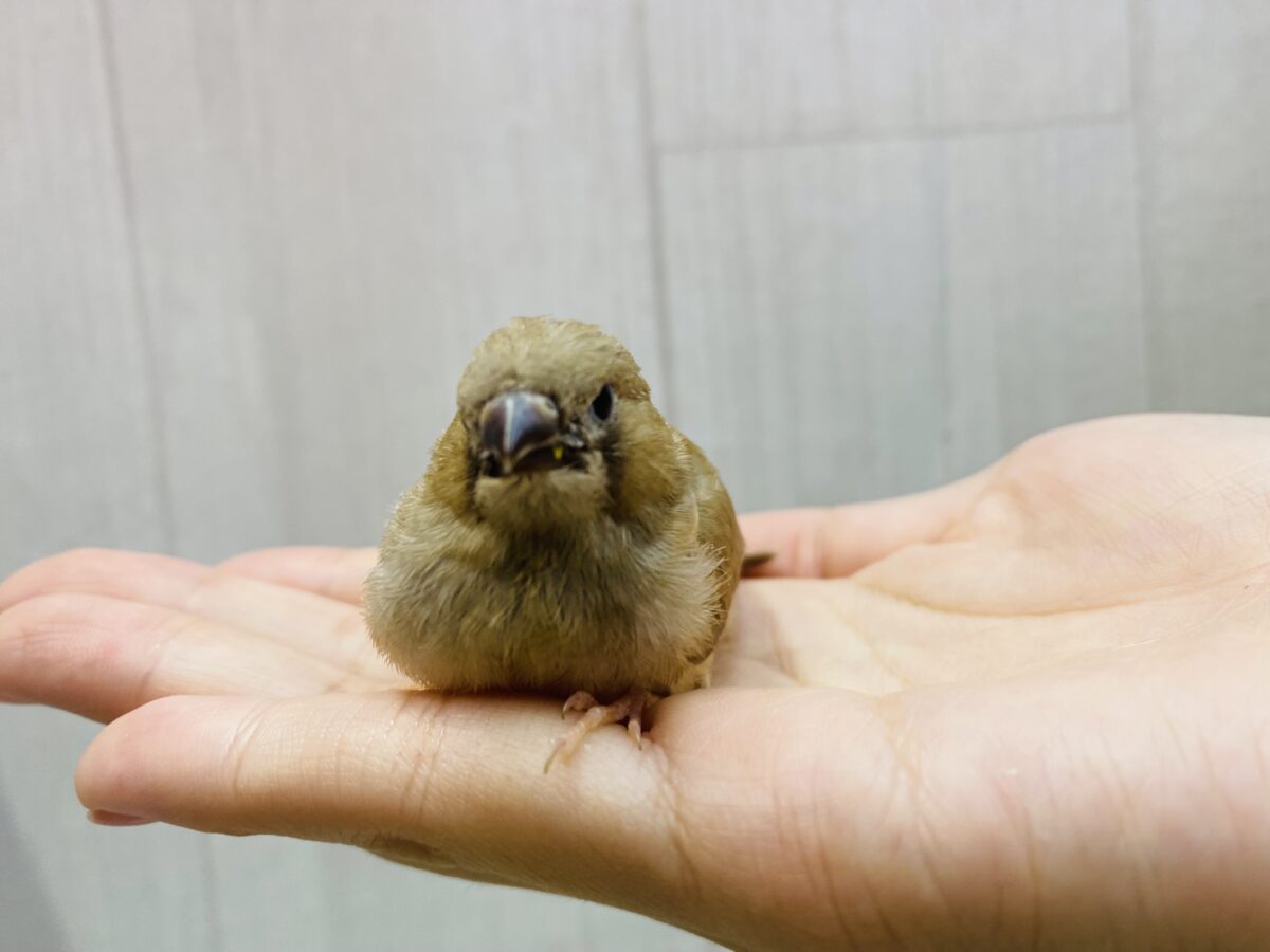 錦花鳥（キンカチョウ）