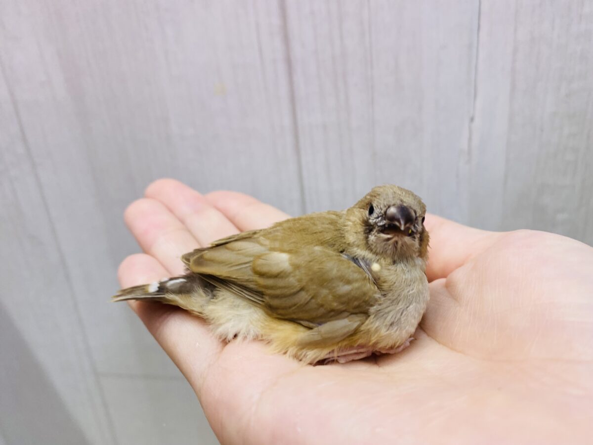錦花鳥（キンカチョウ）