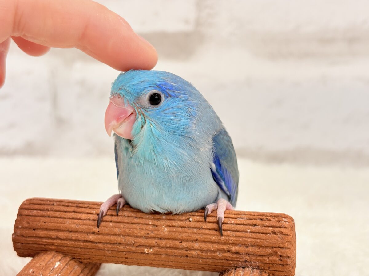 マメルリハ