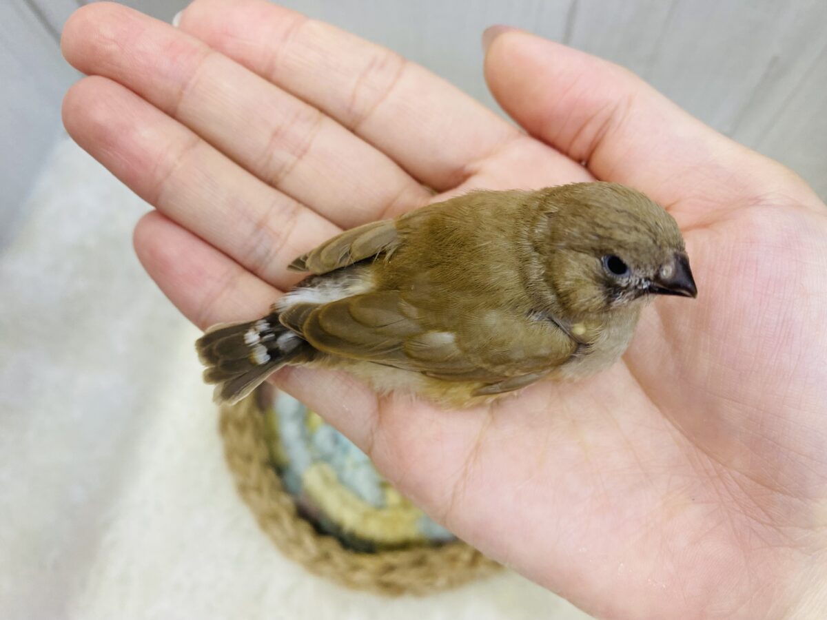 錦花鳥（キンカチョウ）