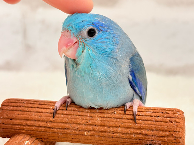 【最新画像更新🪄】甘え方が可愛いの🐣💘マメルリハ(ブルー) 男の子 ヒナ